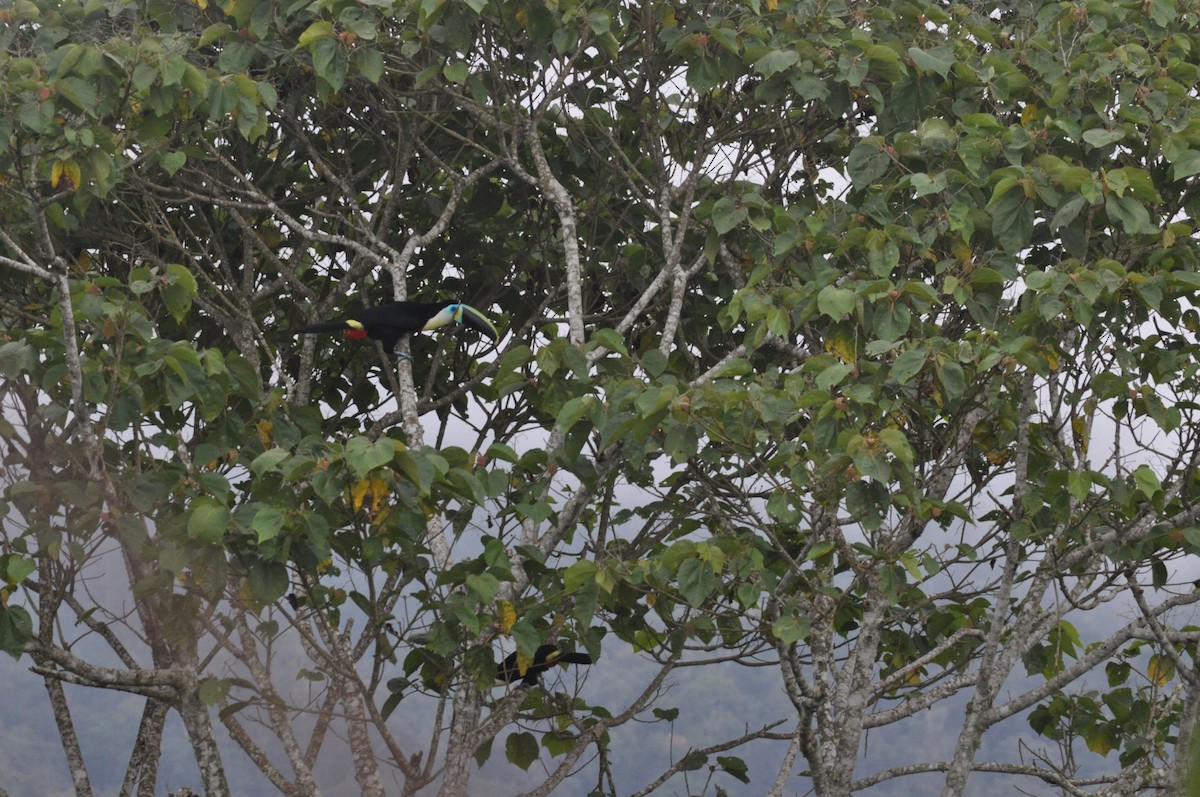 Channel-billed Toucan - ML622732938