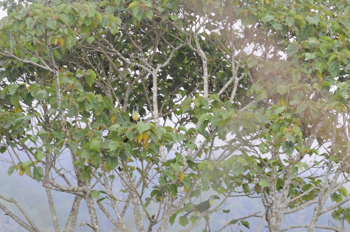 Channel-billed Toucan - ML622732939