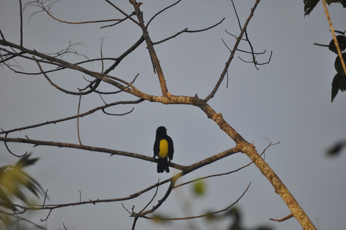 Flame-rumped Tanager - ML622732955