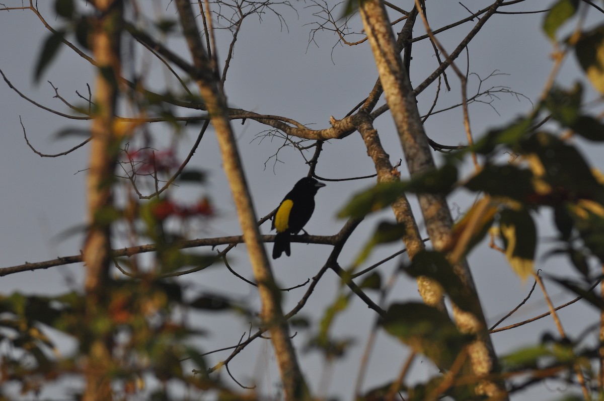 Flame-rumped Tanager - ML622732956