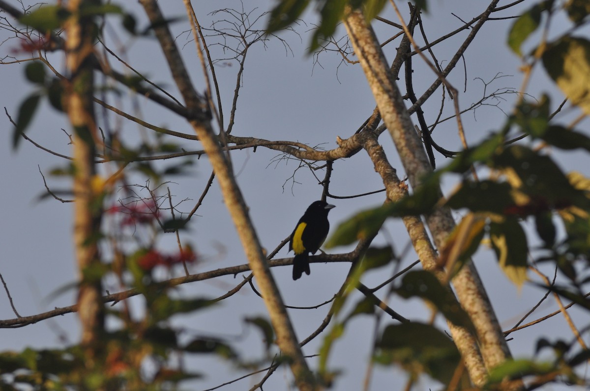 Flame-rumped Tanager - ML622732957