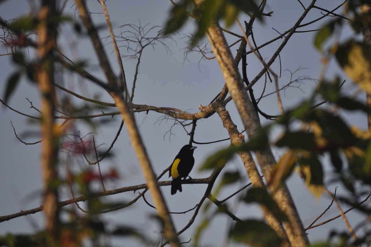 Flame-rumped Tanager - ML622732958
