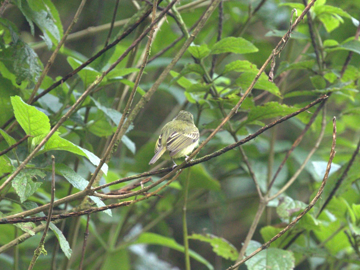 Northern Bentbill - ML622732989