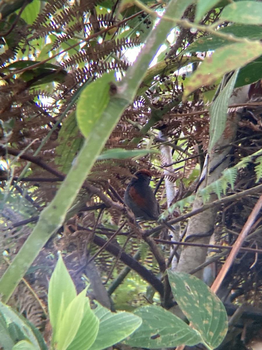 Slaty Spinetail - ML622733005