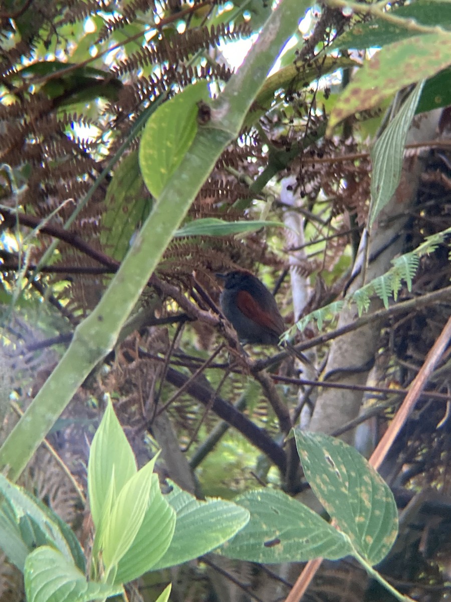 Slaty Spinetail - ML622733006