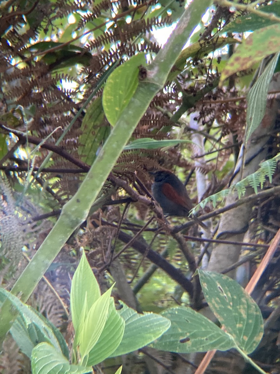 Slaty Spinetail - ML622733007