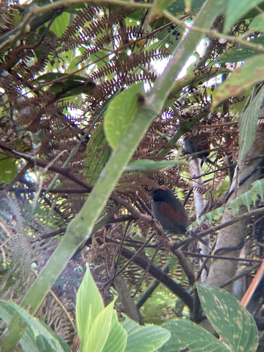 Slaty Spinetail - ML622733008