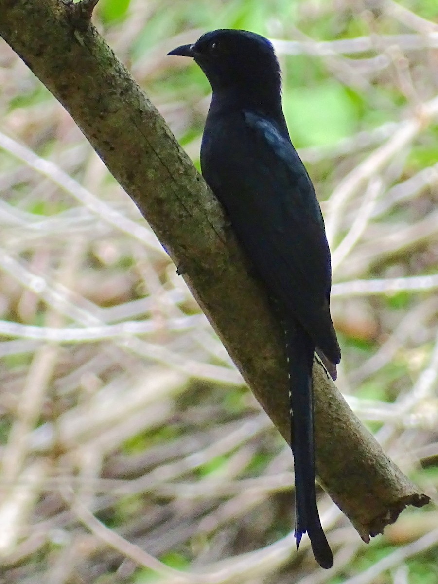 Fork-tailed Drongo-Cuckoo - ML622733040