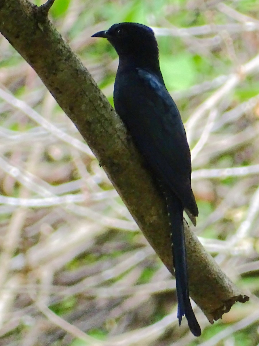 Fork-tailed Drongo-Cuckoo - ML622733041