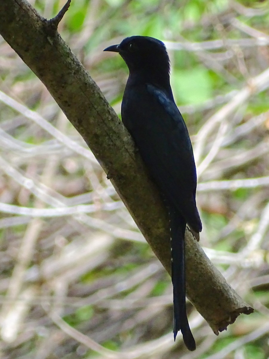 Fork-tailed Drongo-Cuckoo - ML622733042