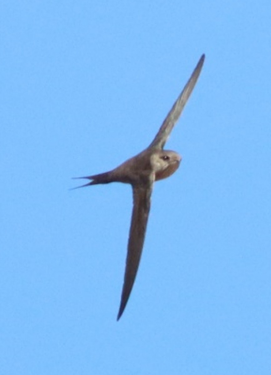 Malagasy Palm Swift - ML622733108