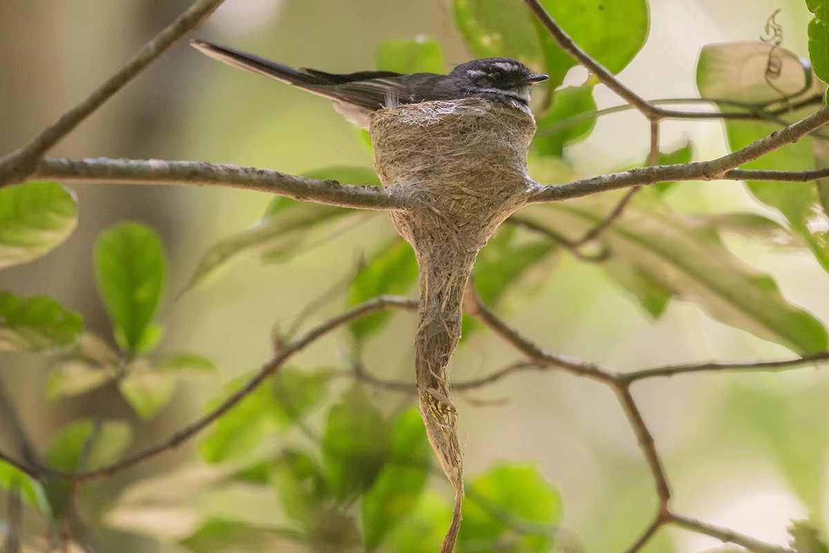 Gray Fantail - ML622733109