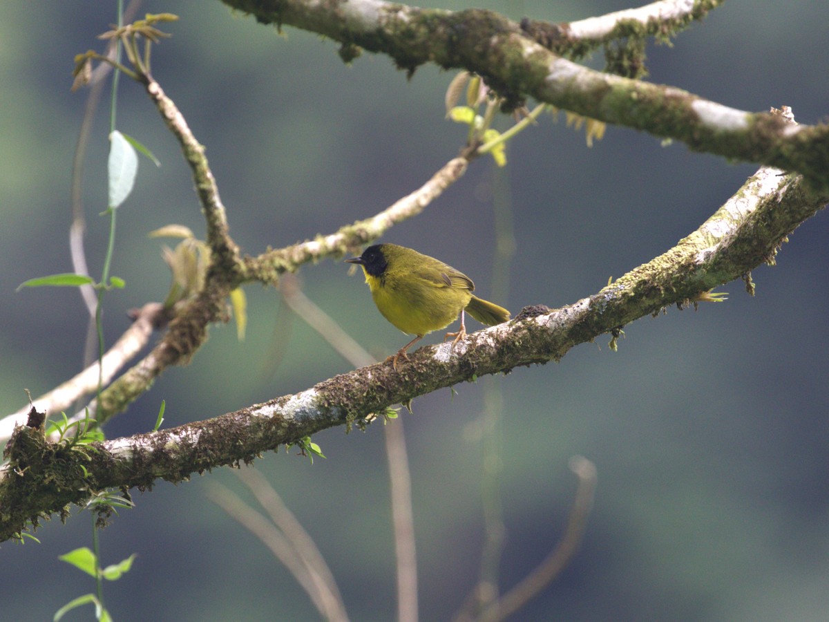 Olive-crowned Yellowthroat - ML622733211