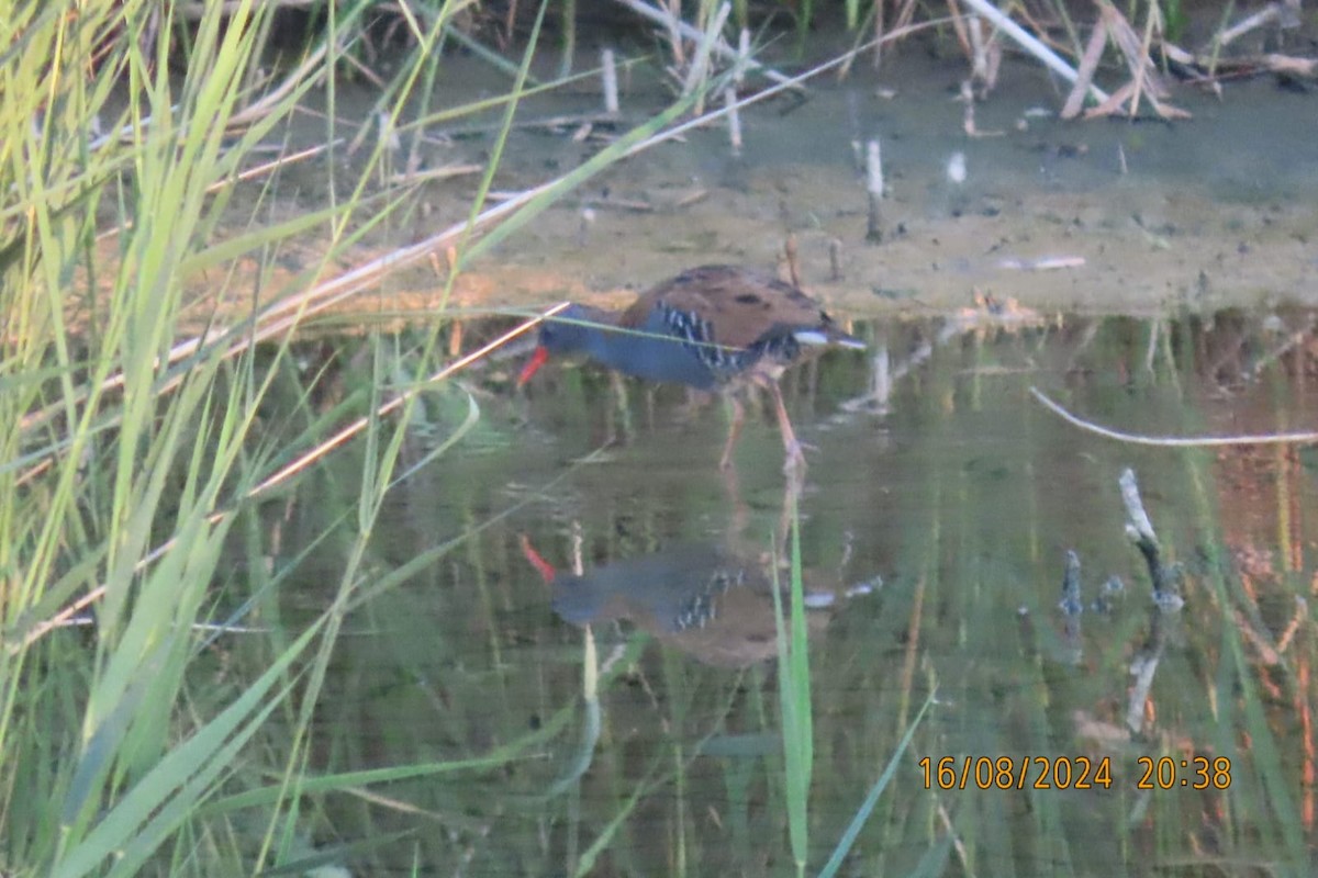 Water Rail - ML622733228