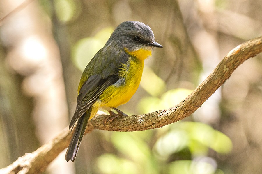 Eastern Yellow Robin - ML622733245