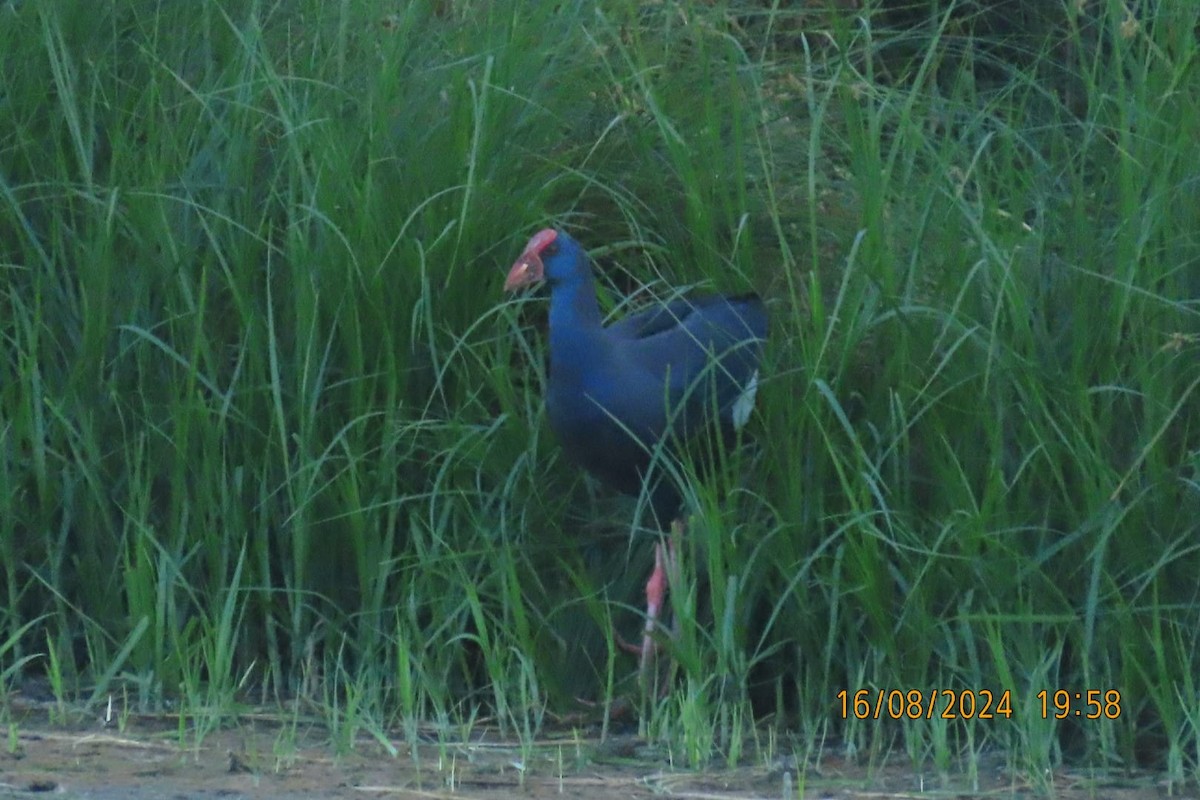 Western Swamphen - ML622733248