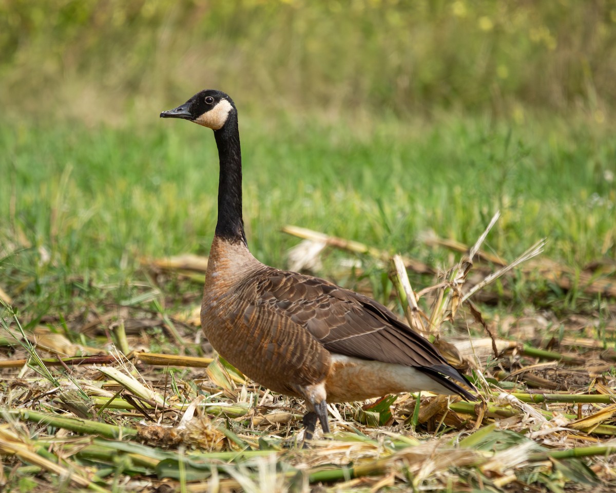 Canada Goose - ML622733271