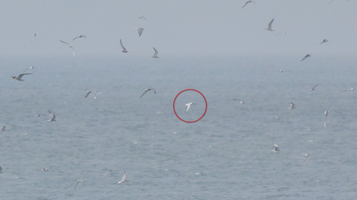 Roseate Tern - Russ Smiley