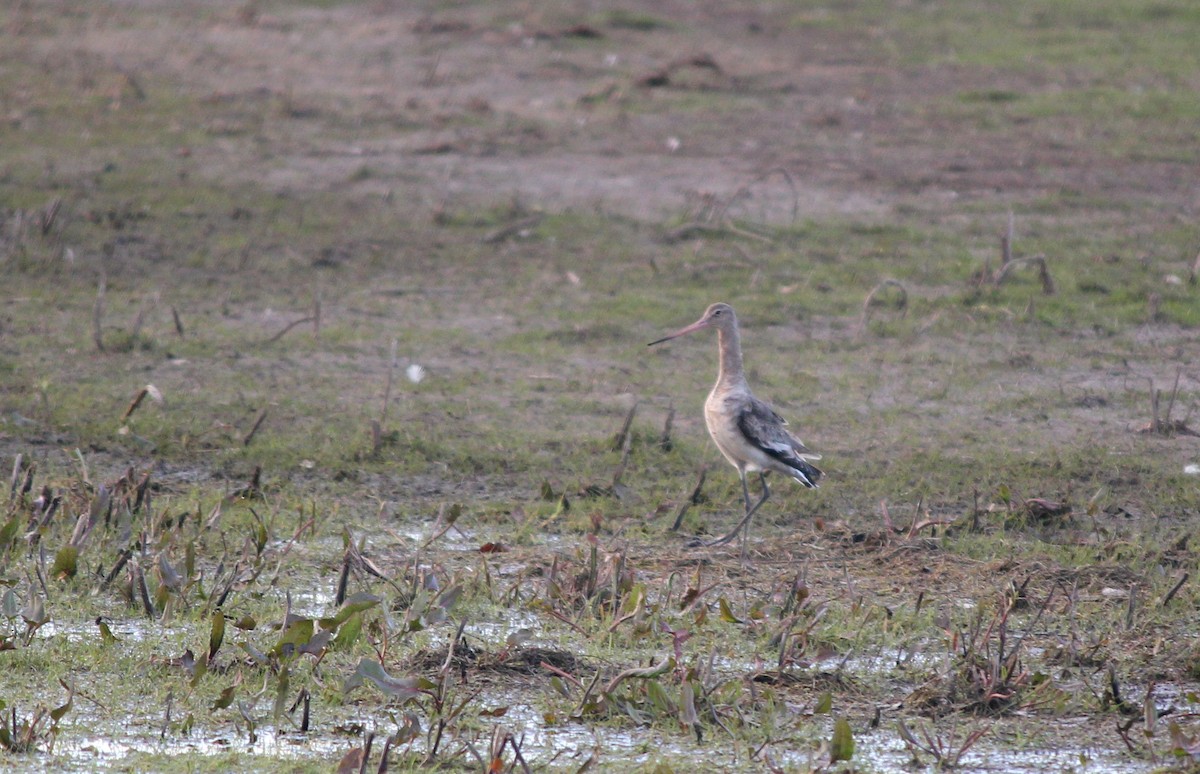 Black-tailed Godwit - ML622733290