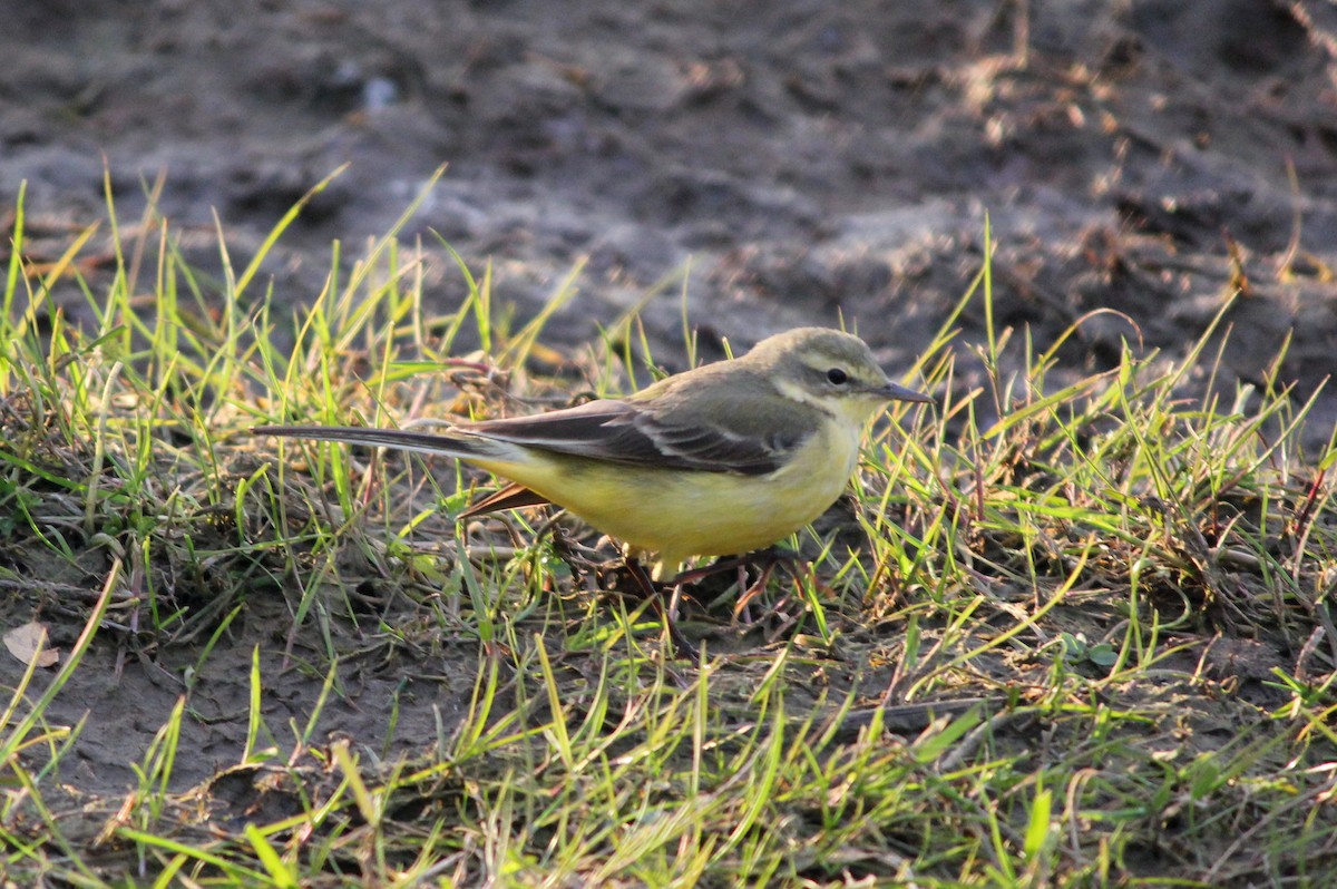 Western Yellow Wagtail - Jonathan Farooqi