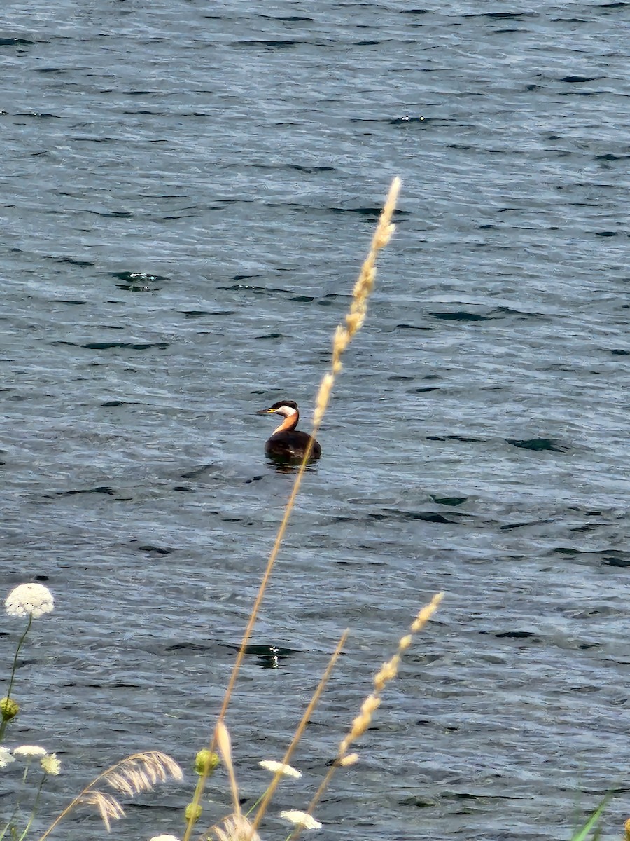 Red-necked Grebe - Jeff Sexton