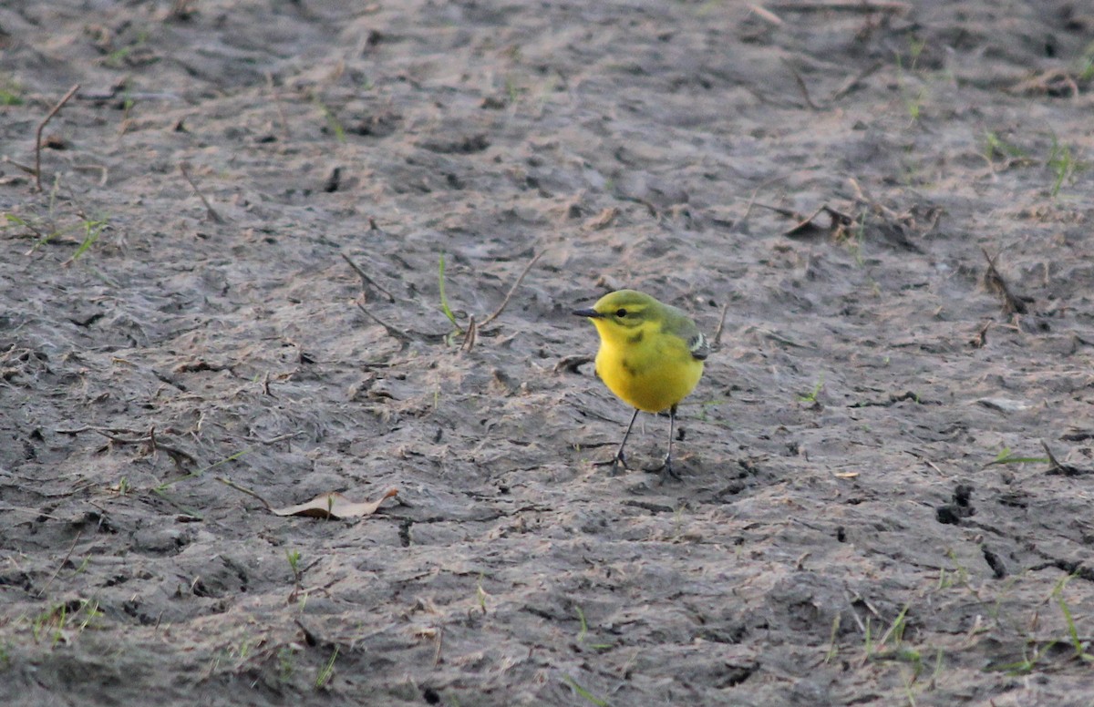 Western Yellow Wagtail - ML622733295