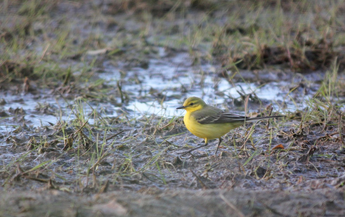 Western Yellow Wagtail - ML622733297