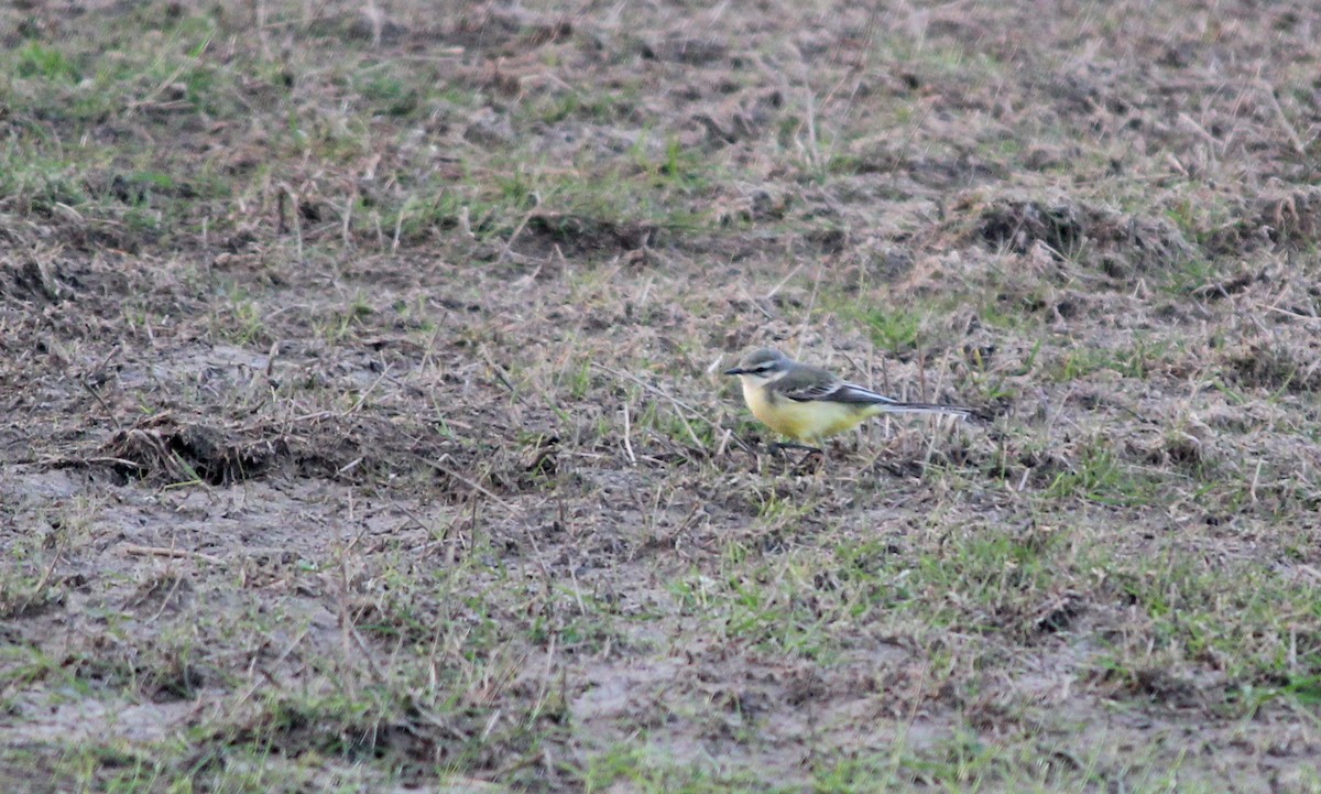 Western Yellow Wagtail (flava/beema) - ML622733305