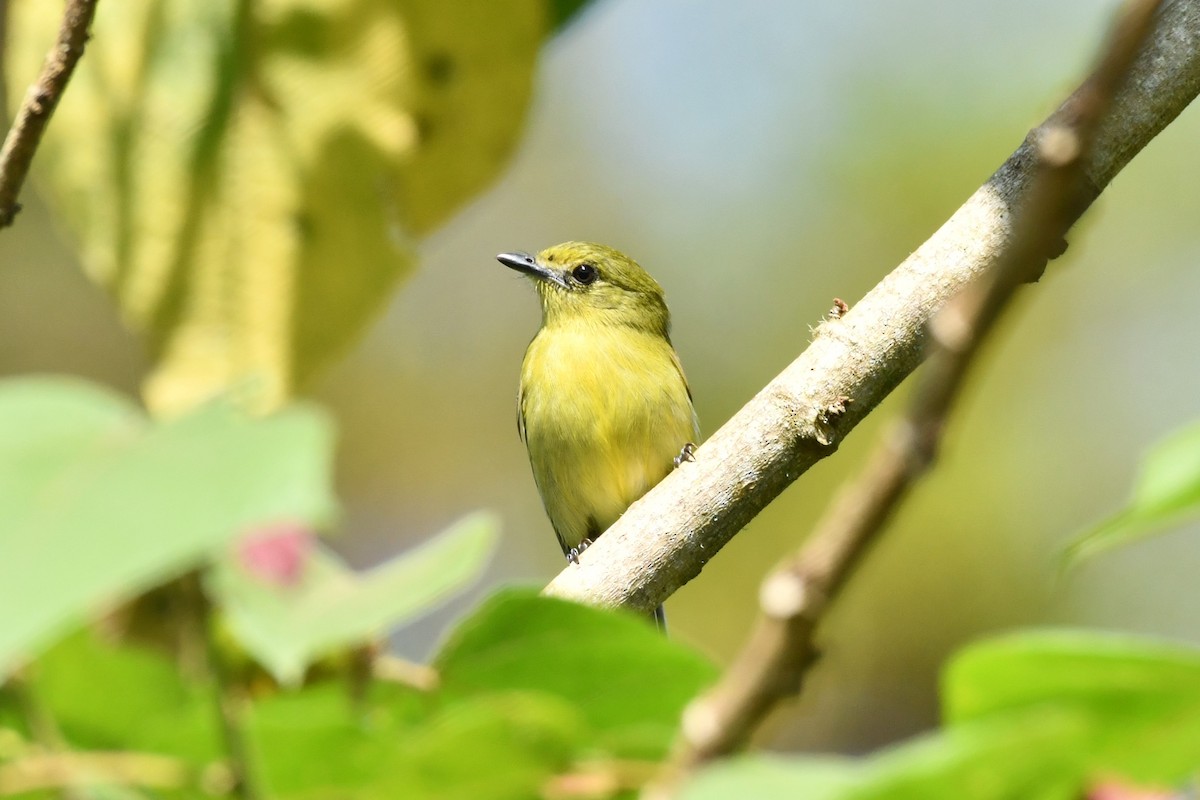 Olive-faced Flatbill - ML622733314