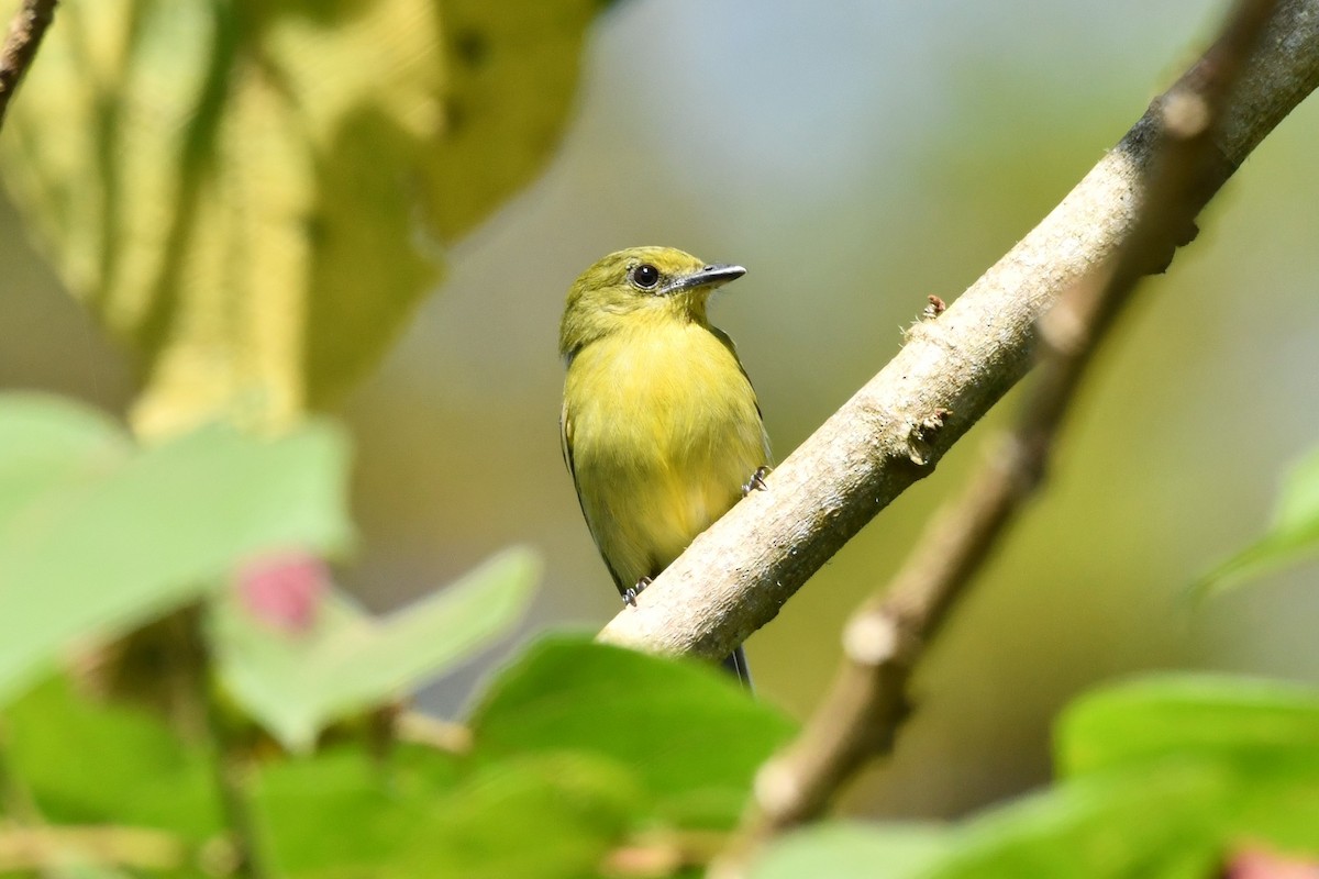 Olive-faced Flatbill - ML622733316