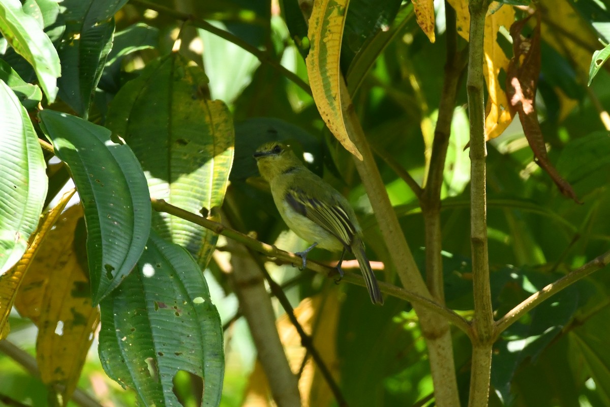 Olive-faced Flatbill - ML622733319