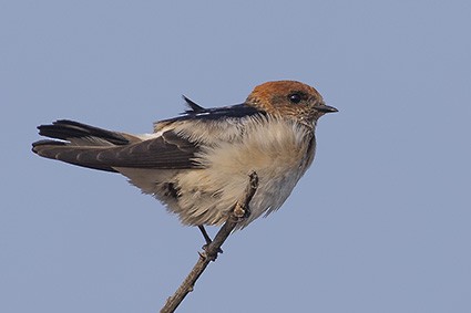 Golondrina Ariel - ML622733329