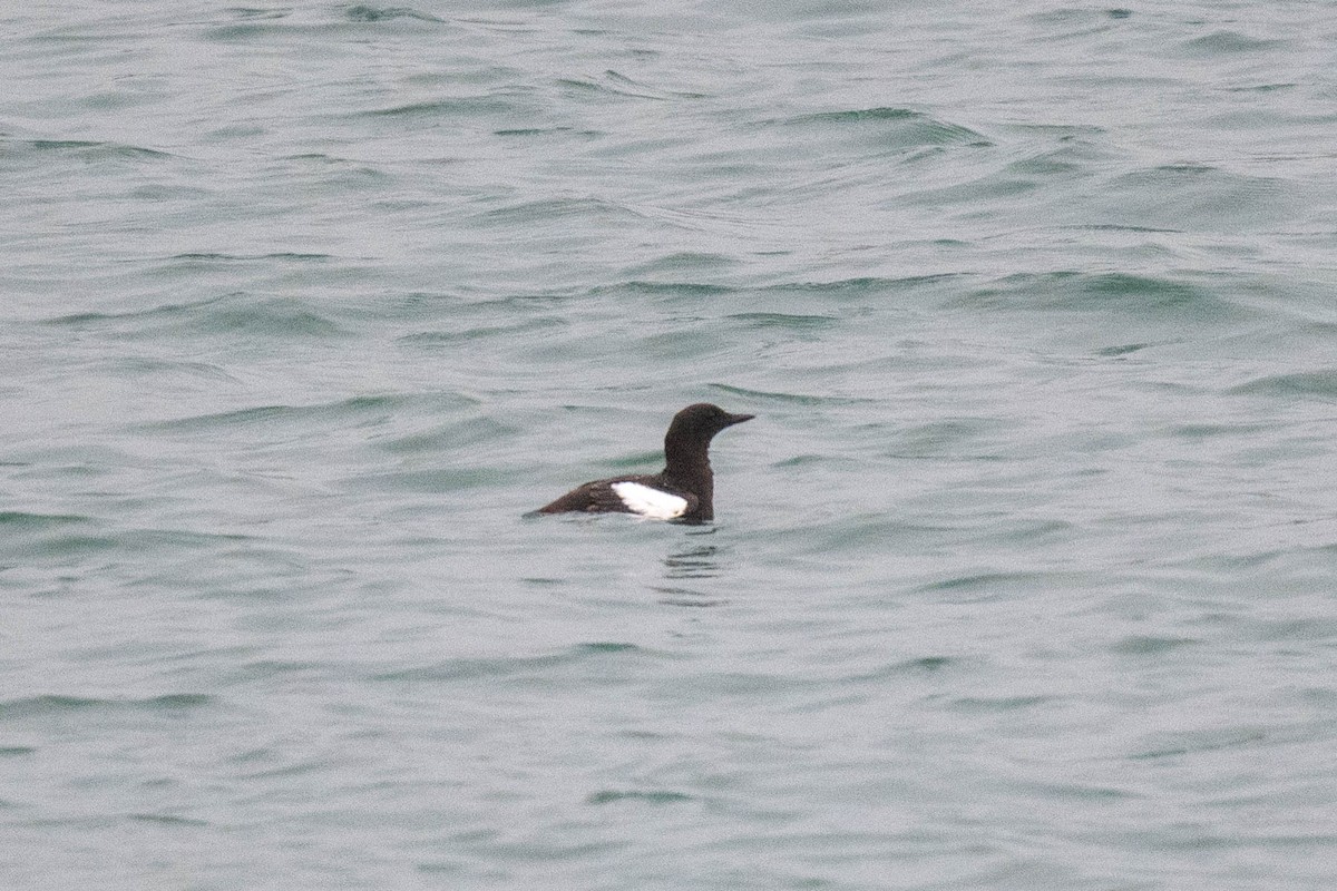 Black Guillemot - ML622733330