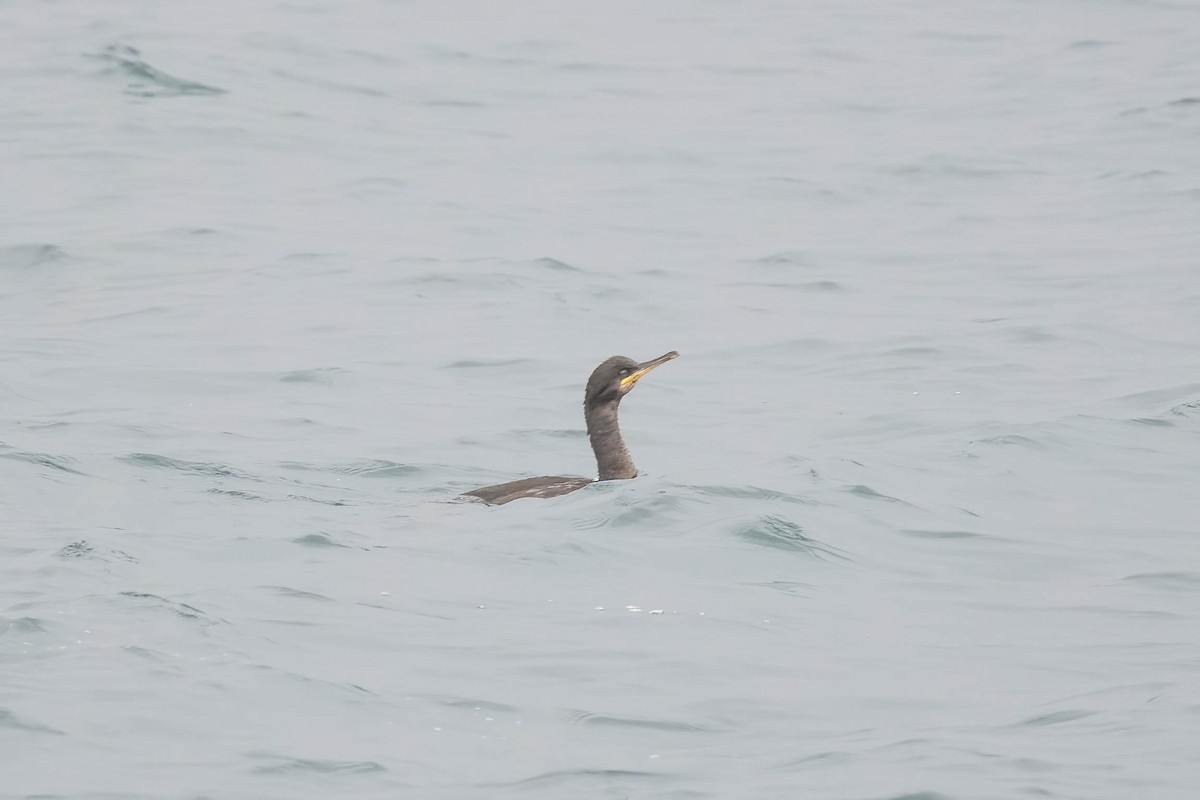 European Shag - ML622733331