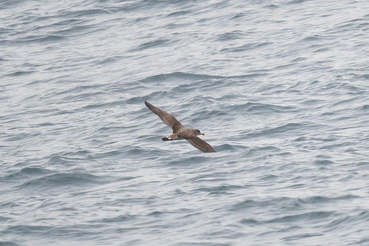 Cory's/Scopoli's Shearwater - ML622733333