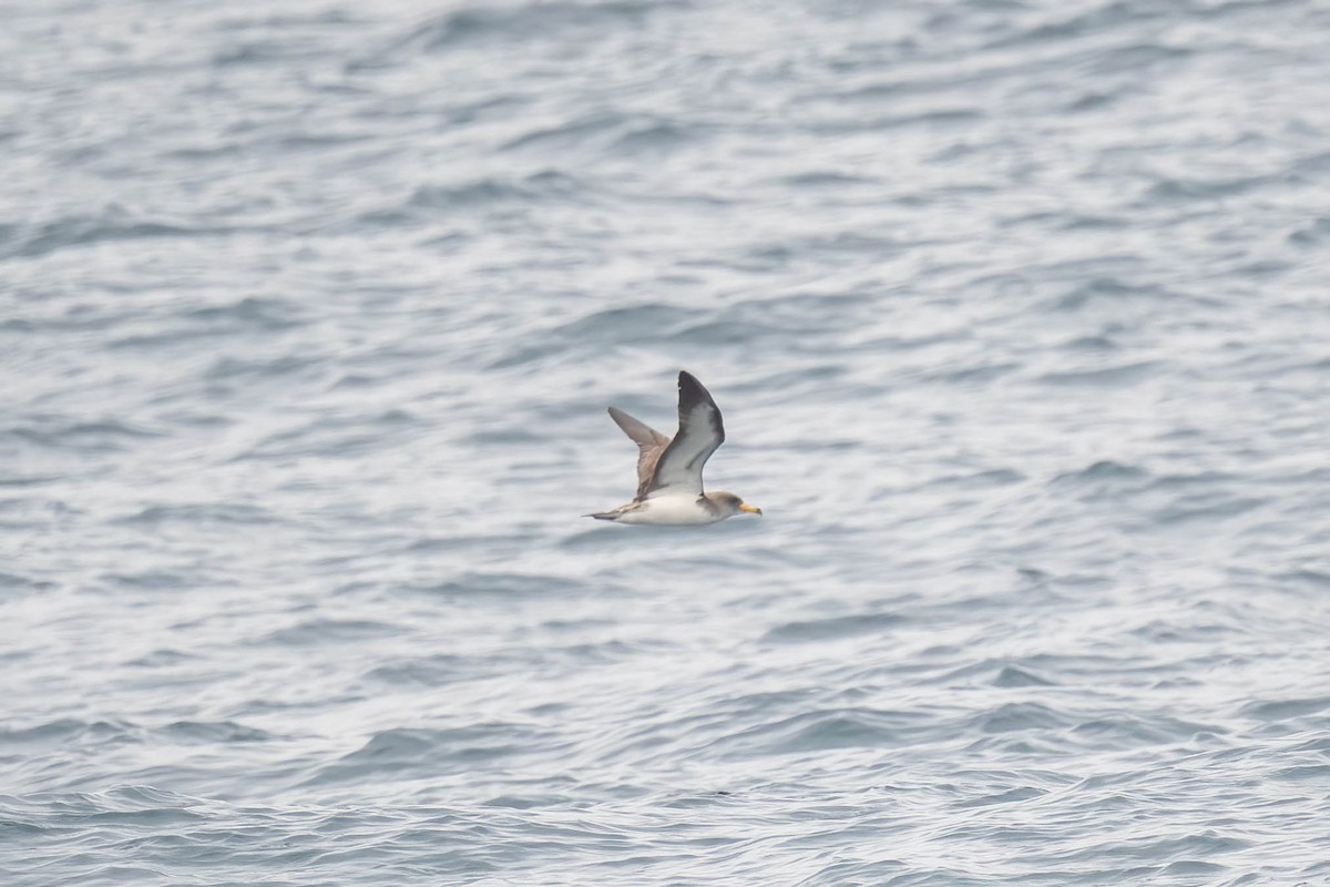 Cory's/Scopoli's Shearwater - ML622733334