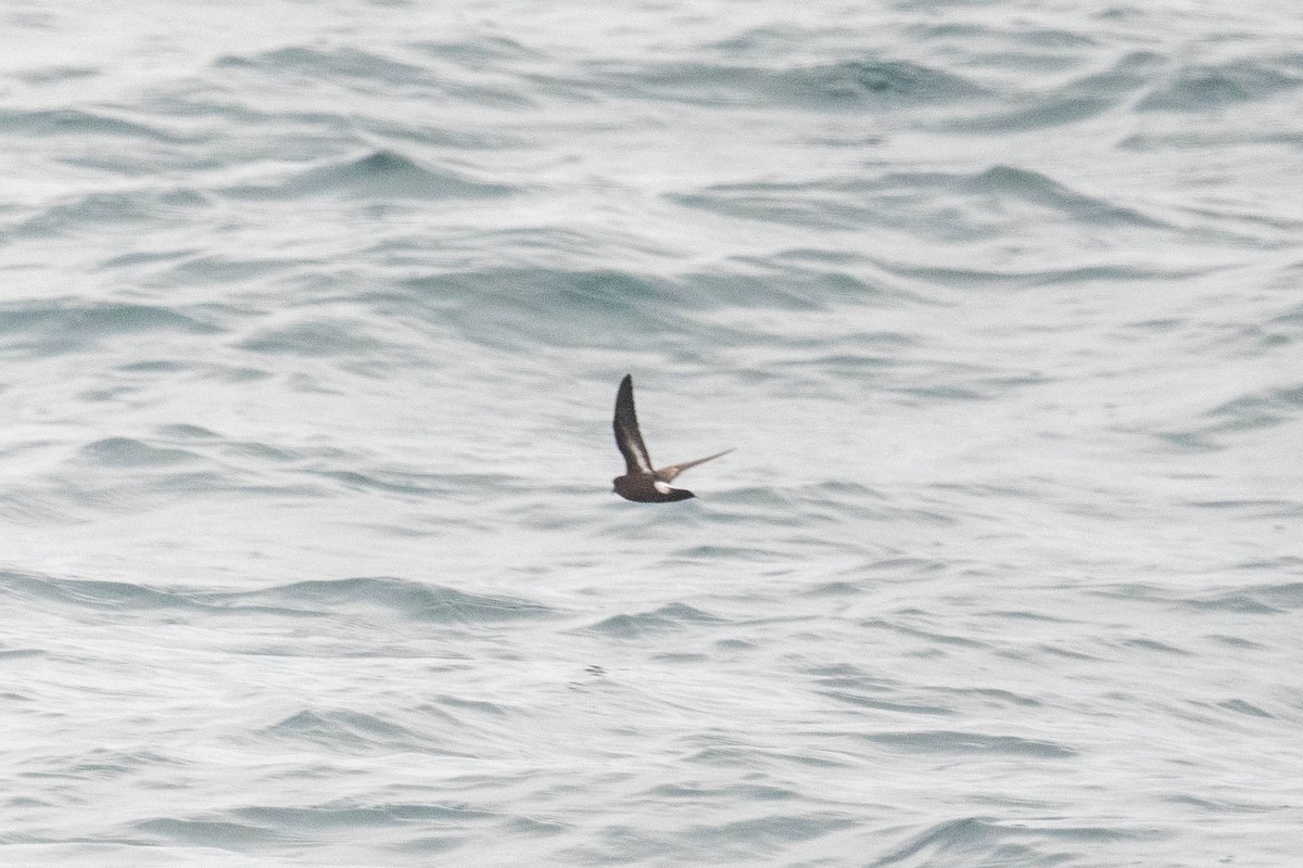 European Storm-Petrel - ML622733338