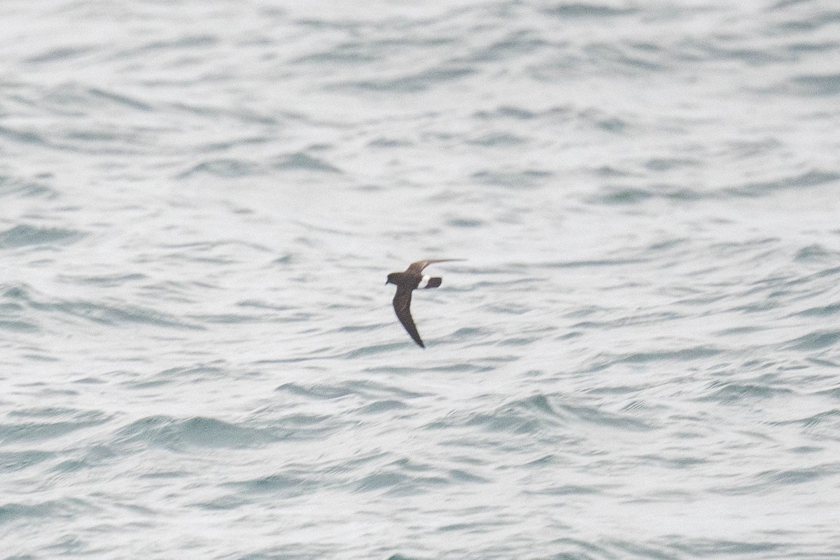European Storm-Petrel - ML622733339