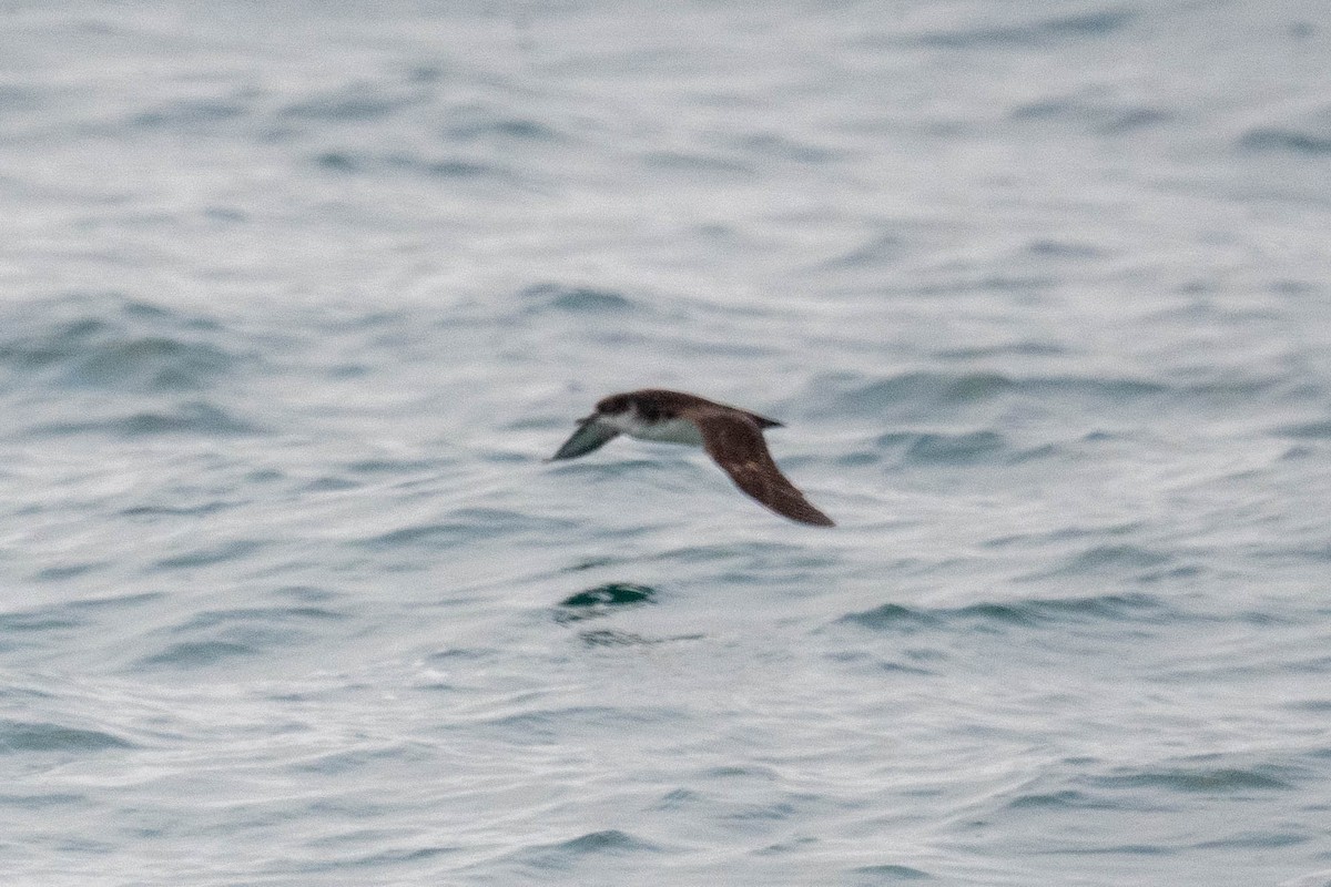 Manx Shearwater - ML622733361