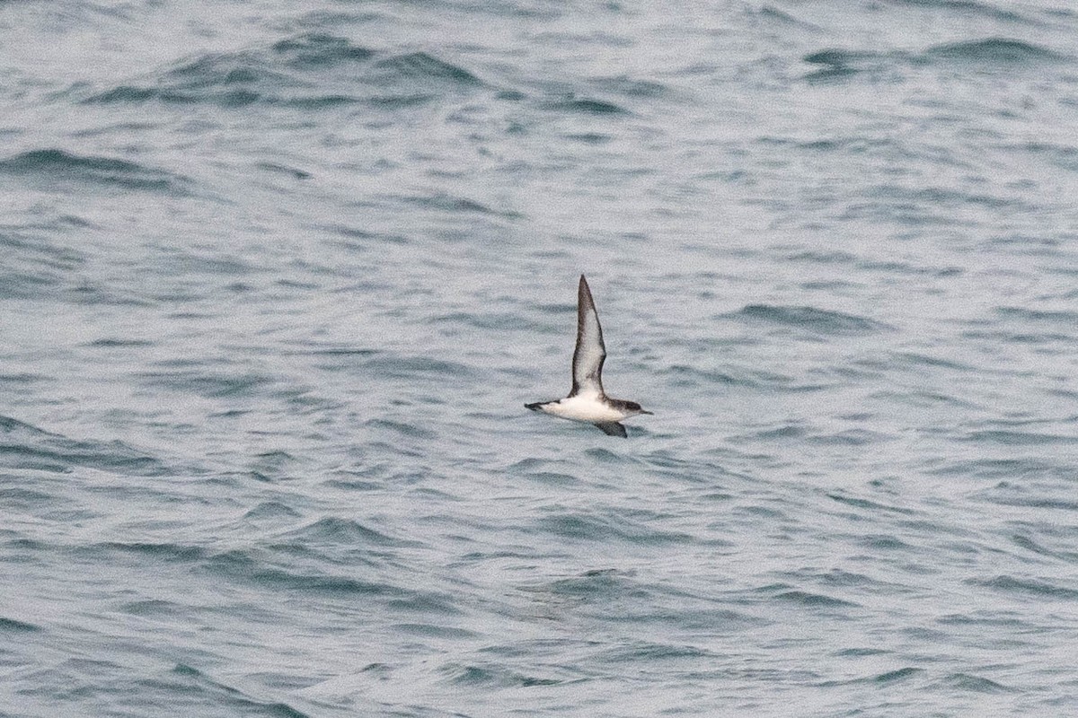 Manx Shearwater - ML622733362