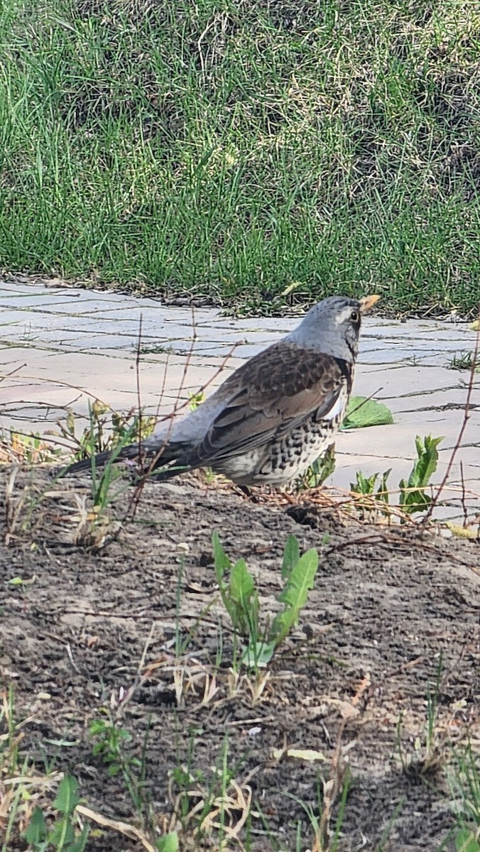 drozd kvíčala - ML622733452