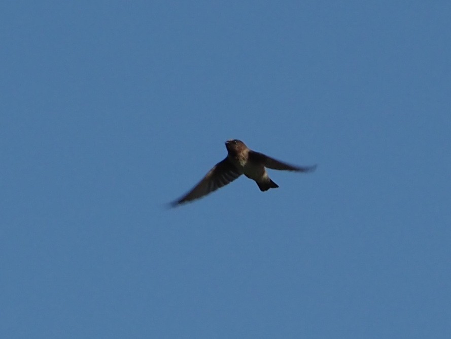 Cliff Swallow - ML622733463