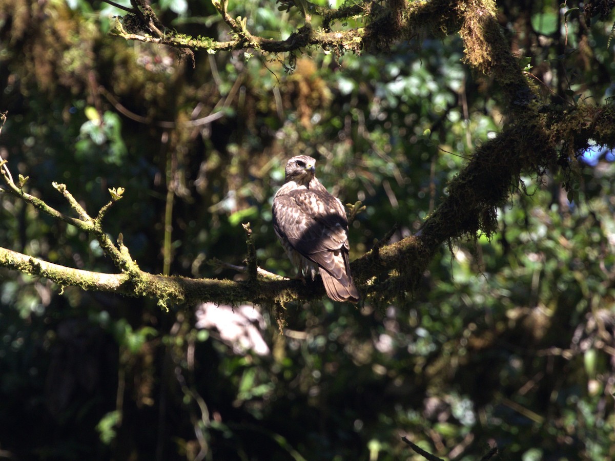 Red-tailed Hawk - Menachem Goldstein