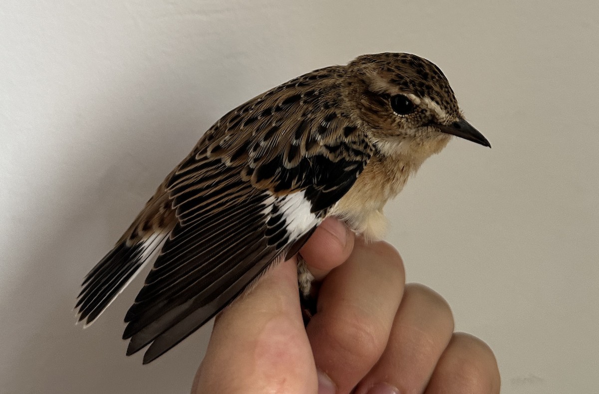 Whinchat - ML622733477