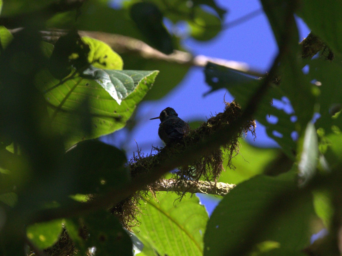 Purple-throated Mountain-gem - Menachem Goldstein