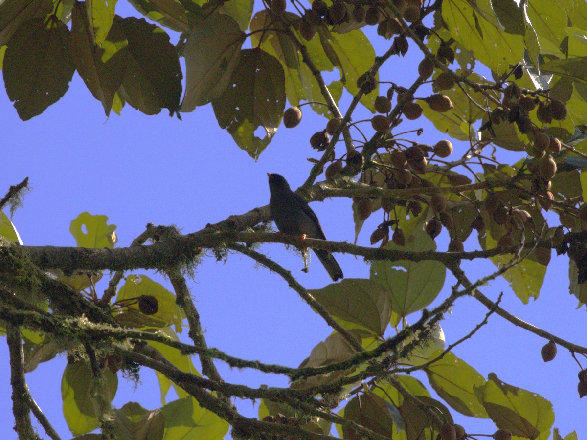 Black-faced Solitaire - ML622733514