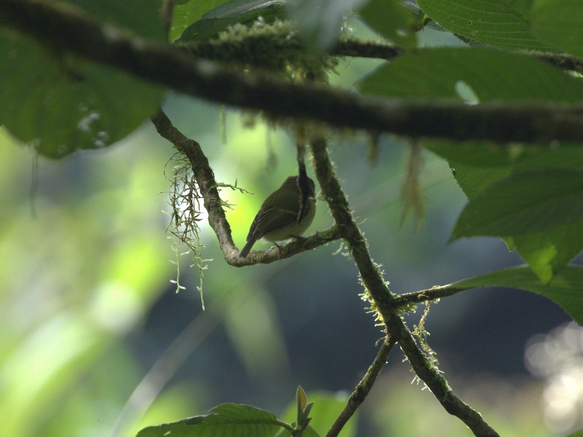 Scale-crested Pygmy-Tyrant - ML622733532