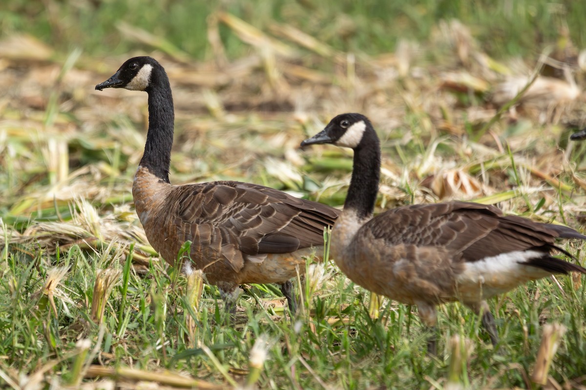 Canada Goose - ML622733544