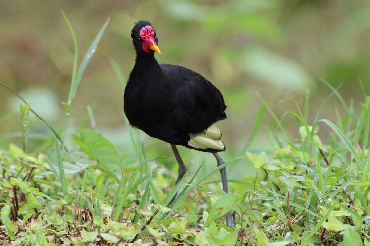 ostnák jihoamerický (ssp. hypomelaena) - ML622733581