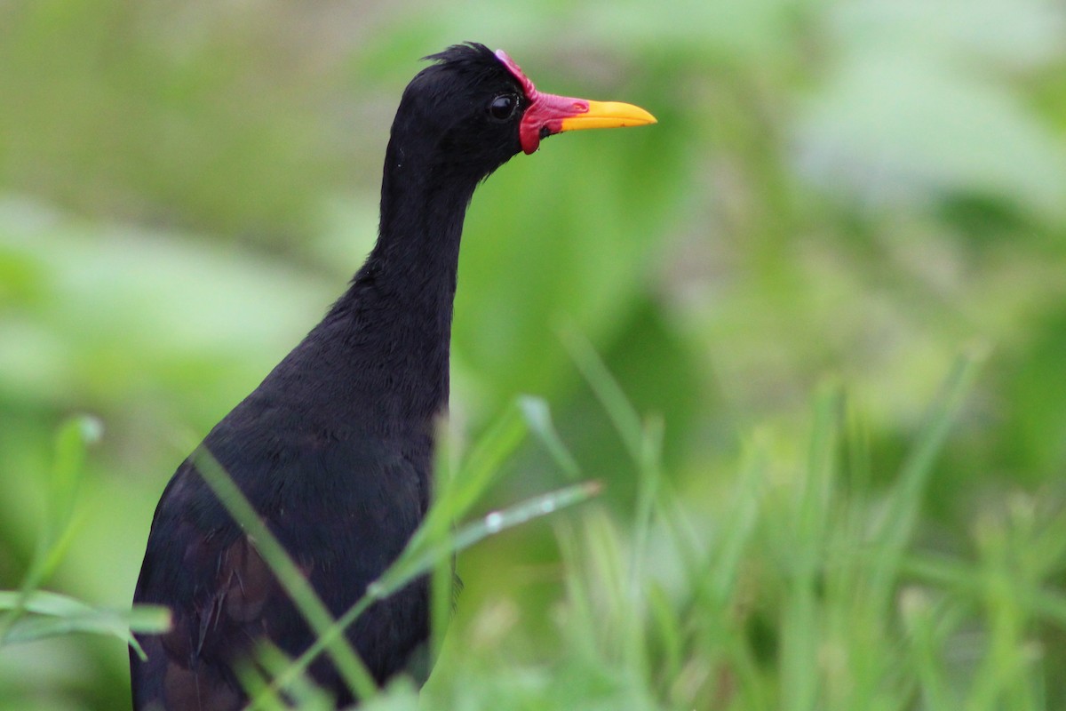 ostnák jihoamerický (ssp. hypomelaena) - ML622733582